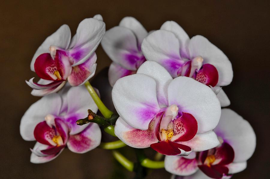 Orchid 306 Photograph by Wesley Elsberry