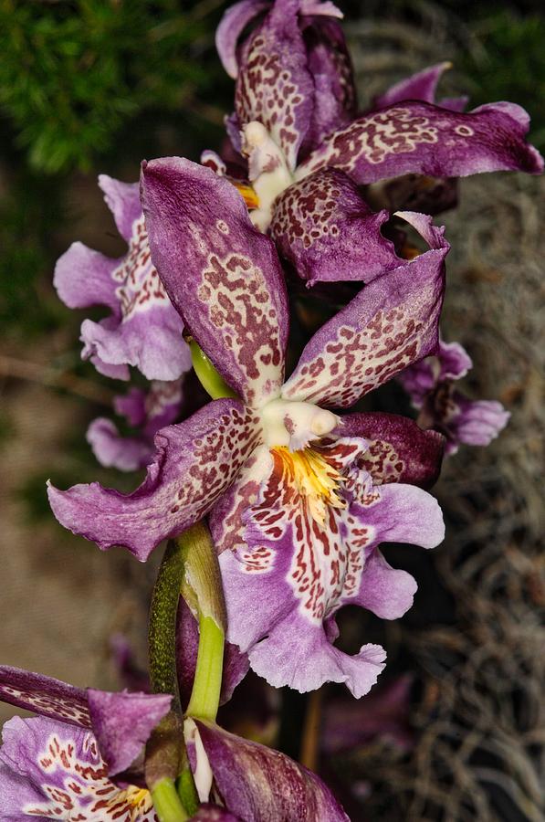 Orchid 347 Photograph by Wesley Elsberry