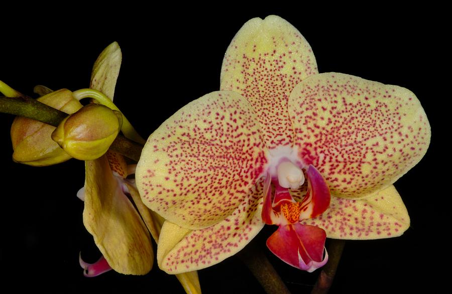 Orchid 377 Photograph by Wesley Elsberry