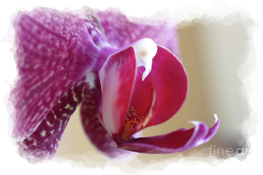 Orchid 4 Photograph by David Bearden