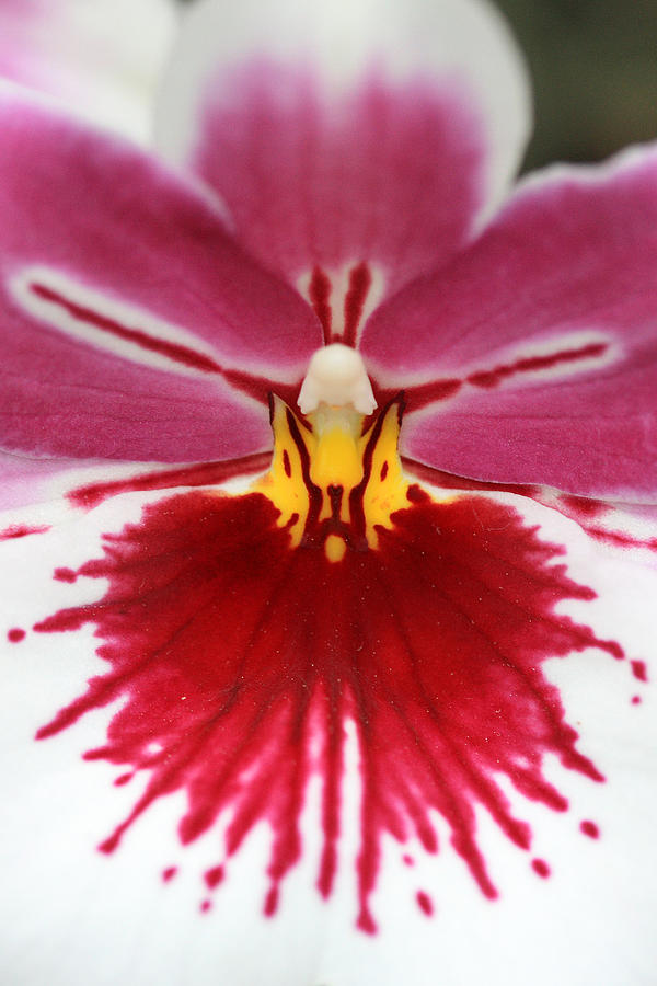 Orchid 4 Photograph by Pierre Leclerc Photography
