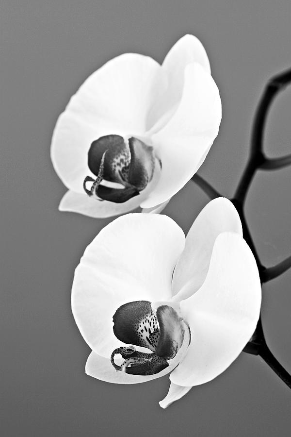 Orchid Photograph - orchid-4- St Lucia by Chester Williams