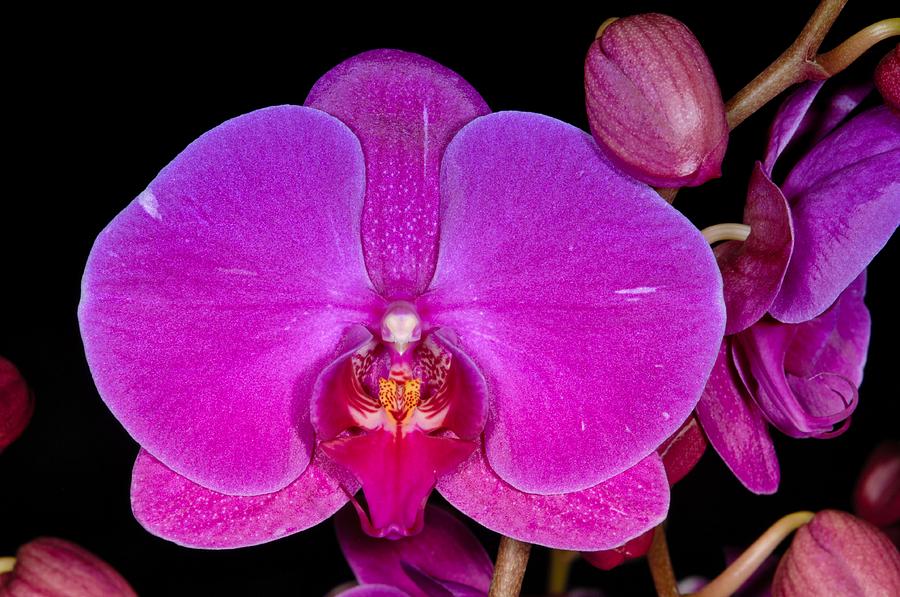 Orchid 424 Photograph by Wesley Elsberry