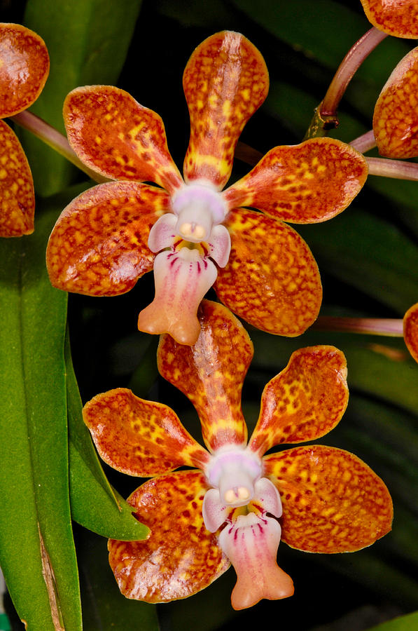 Orchid 450 Photograph by Wesley Elsberry
