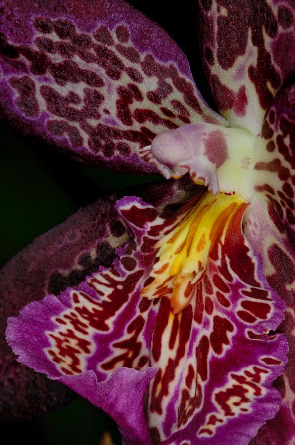 Orchid 459 Photograph by Wesley Elsberry