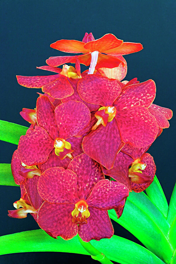 Orchid-5-St Lucia  Photograph by Chester Williams