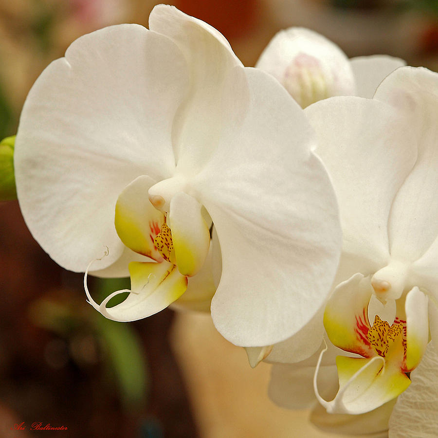 Orchid 6 Photograph by Arik Baltinester
