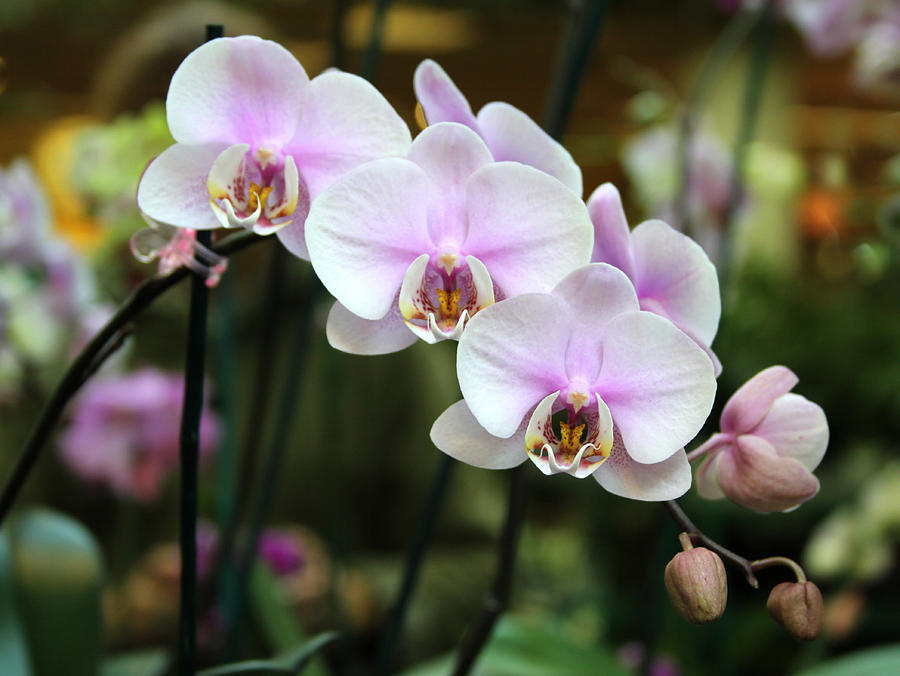 Orchid 6 Photograph by John Lautermilch
