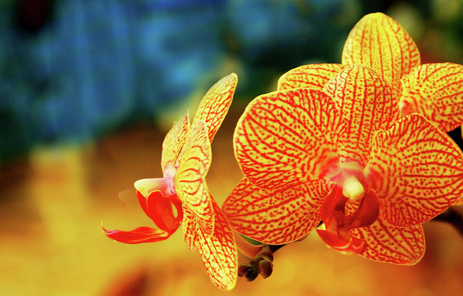 Orchid Photograph - Orchid 9 by Chaza Abou El Khair