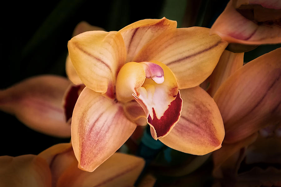 Orchid - A Quiet Elegance Photograph by Tom Mc Nemar