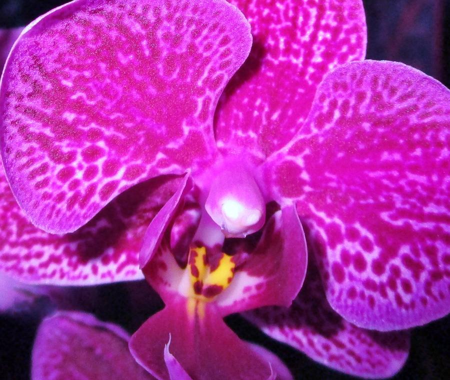 Orchid Abstract 8 Photograph by Sharon Ackley