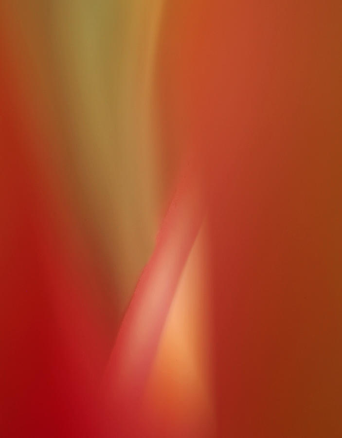Orchid Abstract Photograph by Bob Cournoyer