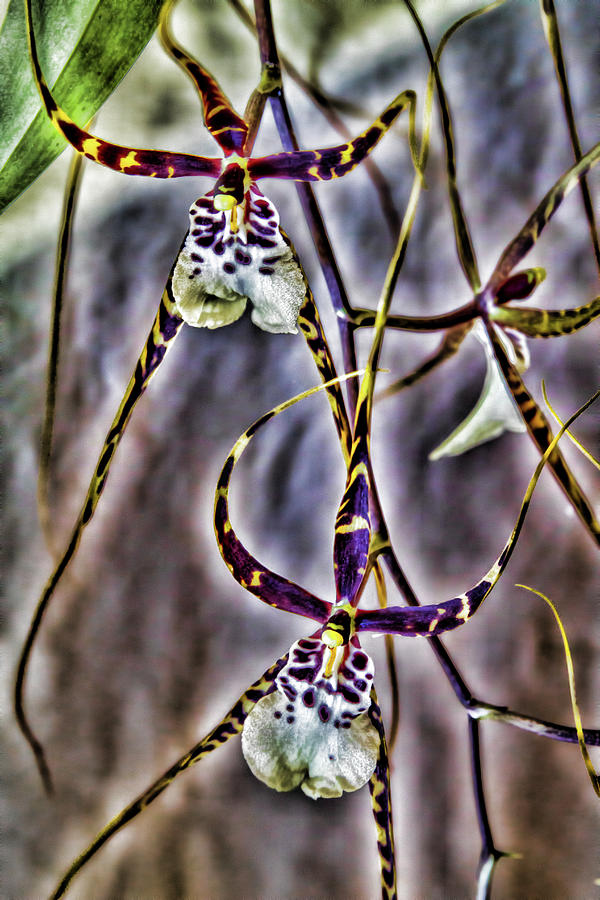 Orchid Abstraction Photograph by Alana Thrower