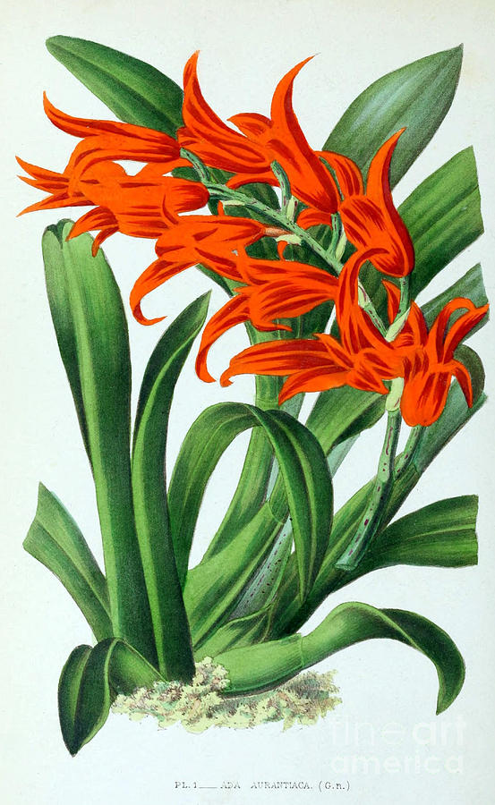 Orchid, Ada Aurantiaca, 1880 Photograph by Biodiversity Heritage Library