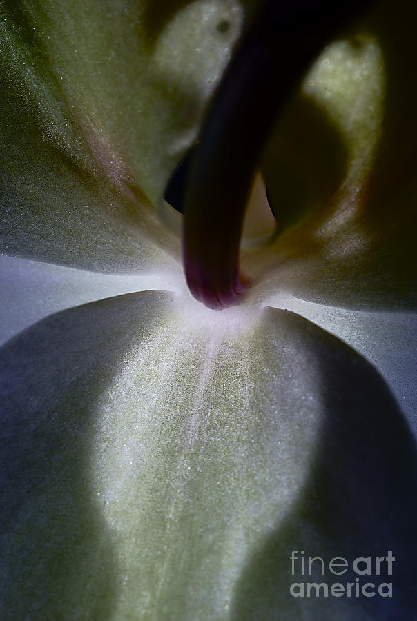 Orchid. Photograph by Alexander Vinogradov