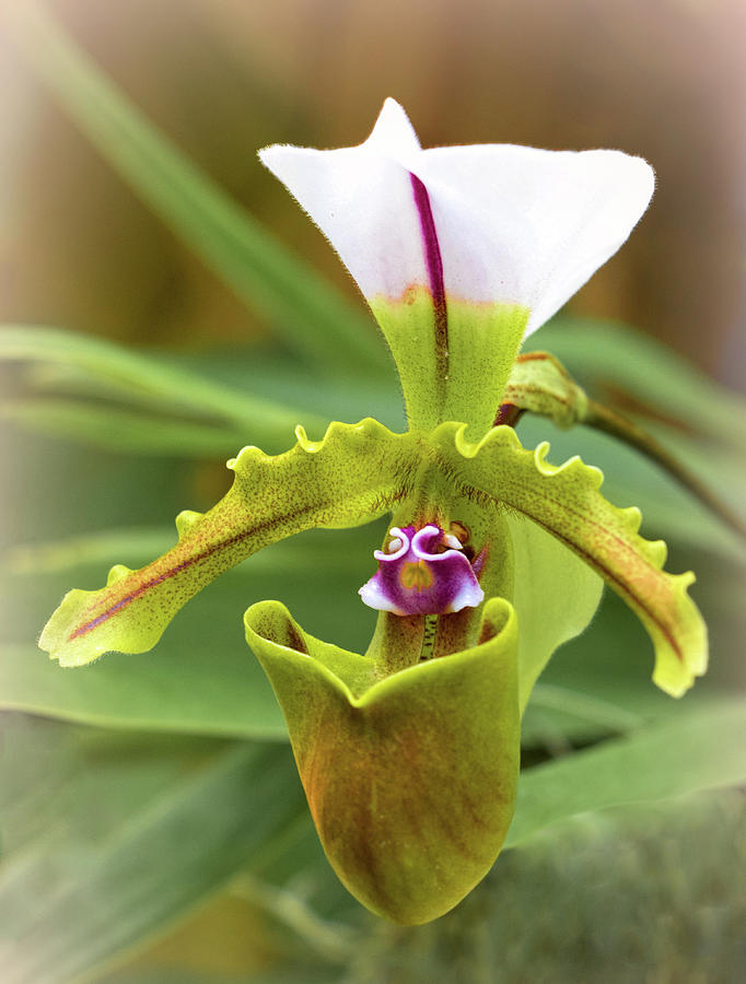 Orchid Allure Photograph by Richard Goldman