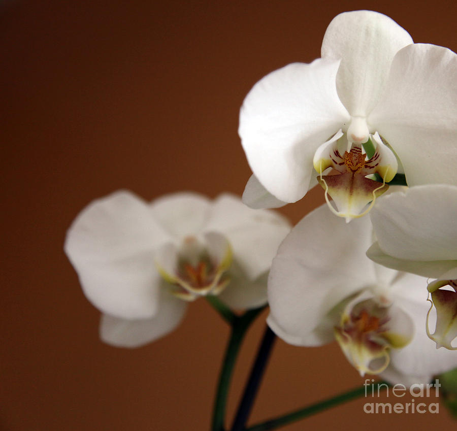 Orchid Photograph - Orchid by Amanda Barcon