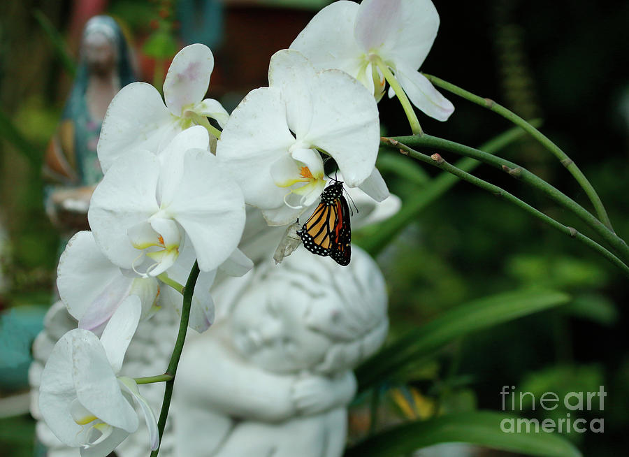 Orchid and Angel Butterfly Photograph by Luana K Perez