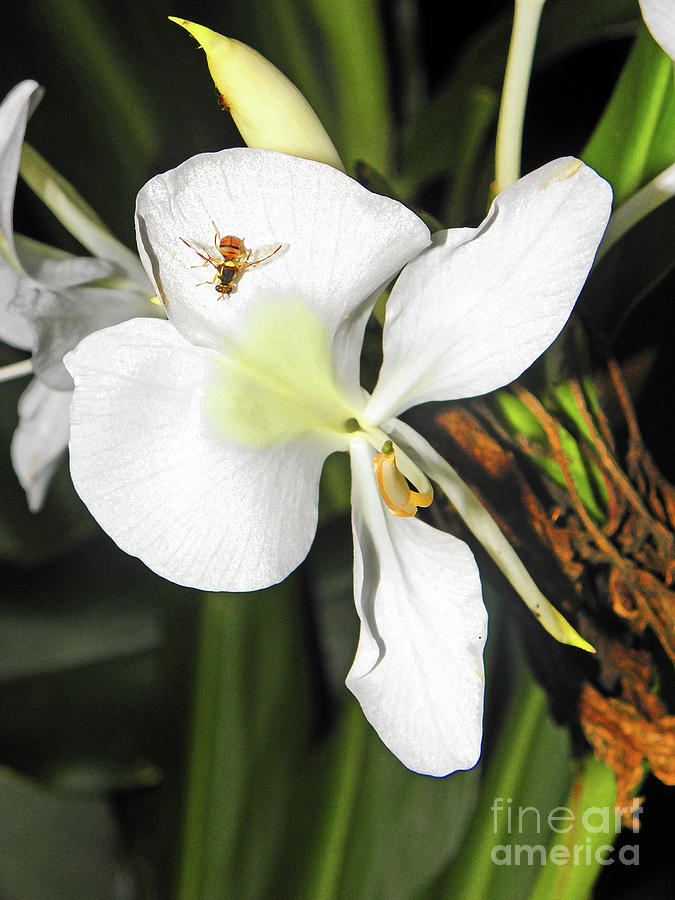 Orchid and Bee Photograph by Elizabeth Hoskinson