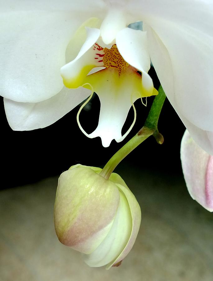 Orchid Photograph - Orchid and Bud by Sandra Sengstock-Miller