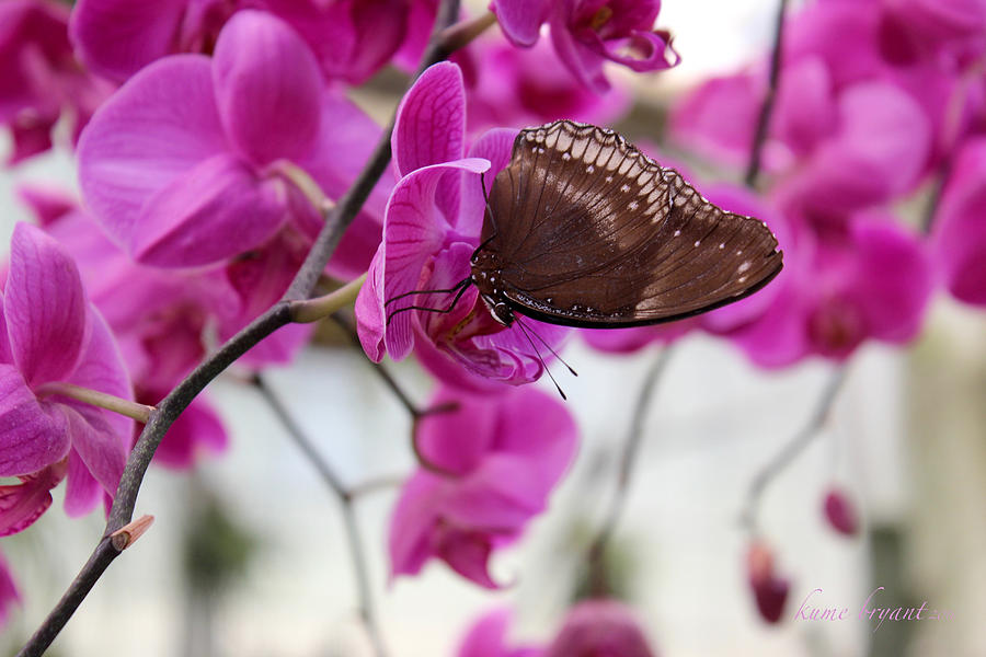 Orchid and Butterfly Photograph by Kume Bryant