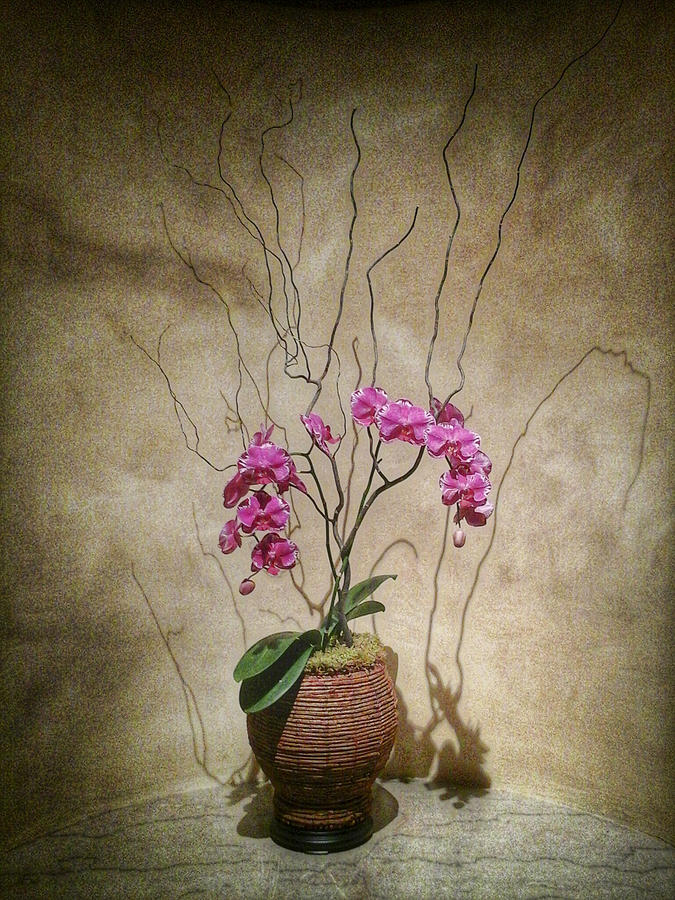 Orchid and Shadow Photograph by Stoney Stone