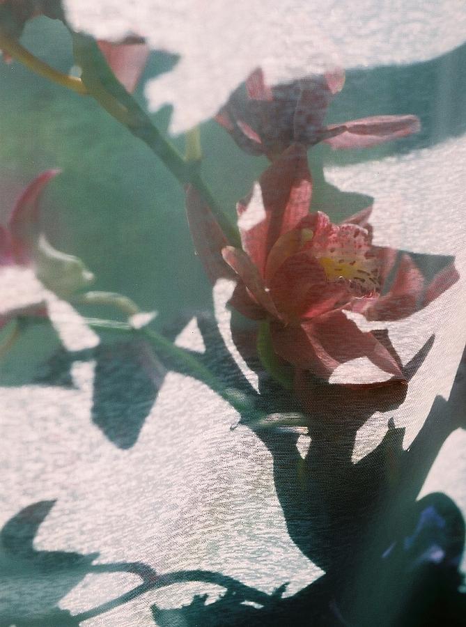 Orchid and Shadows Photograph by Valerie Brown