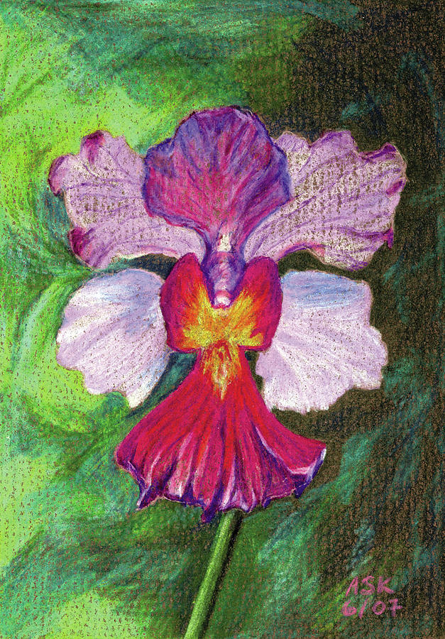 Orchid Drawing by Anne Katzeff
