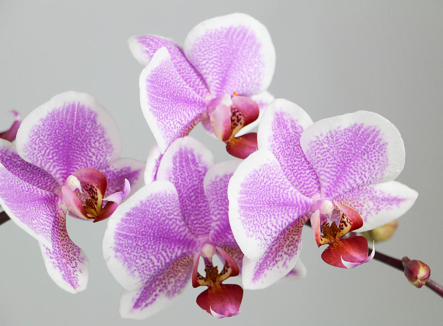 Flower Photograph - Orchid Array by Andrew Mcdermott
