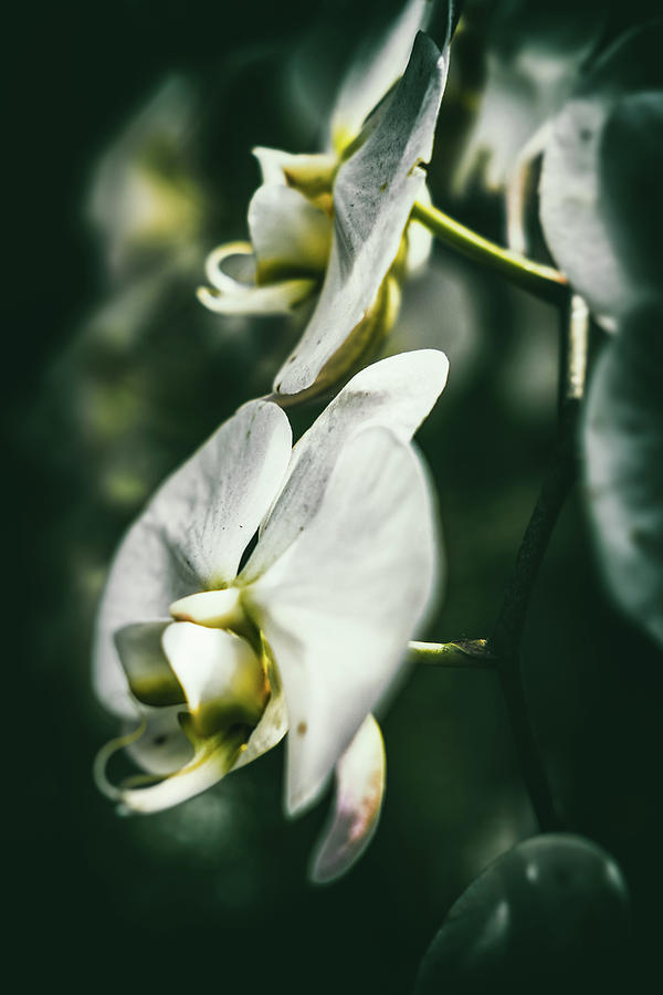 Orchid Art Photograph by Scott Wyatt