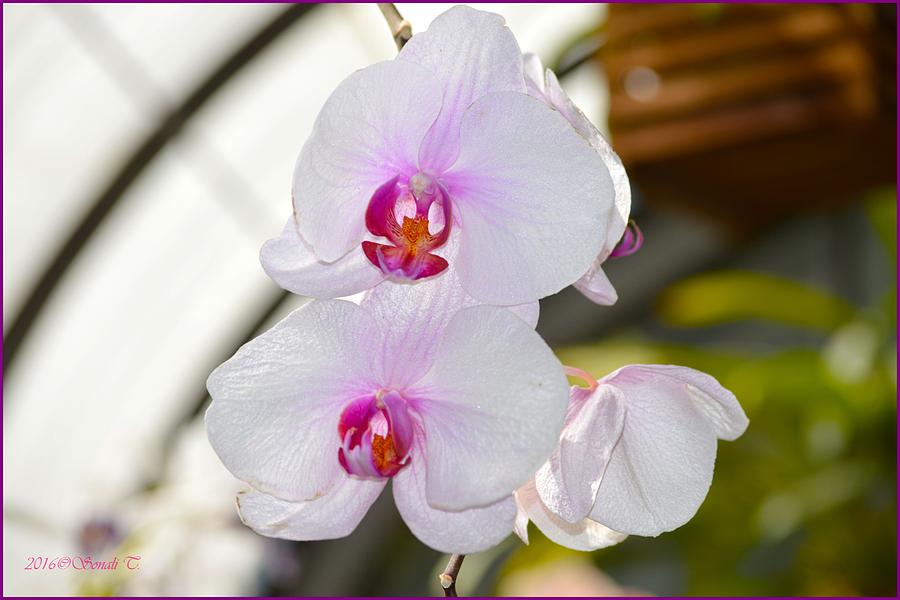 Orchid Aura Photograph by Sonali Gangane