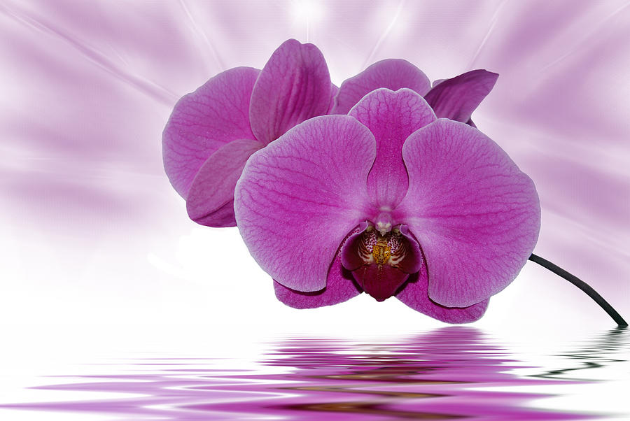 Orchid Photograph - Orchid Aurora by Maria Dryfhout