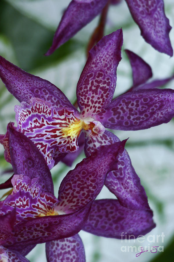 Orchid Awakening Photograph by John F Tsumas