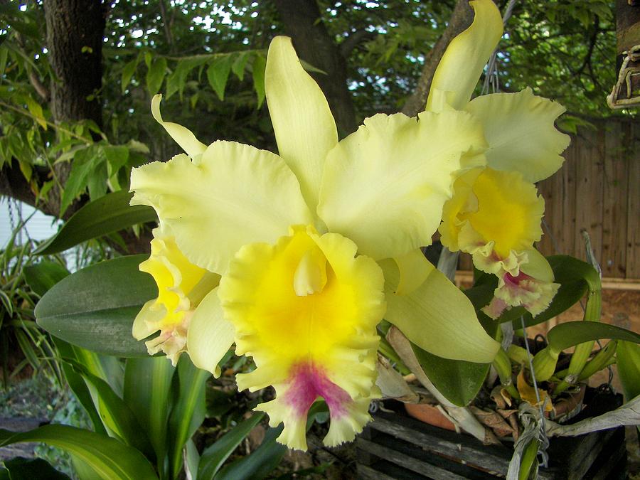 Orchid Babies Outback Photograph by Charles Peck - Fine Art America