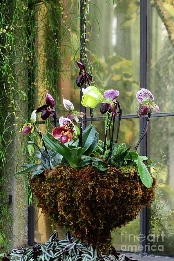 Orchid Basket Photograph by Cindy Manero