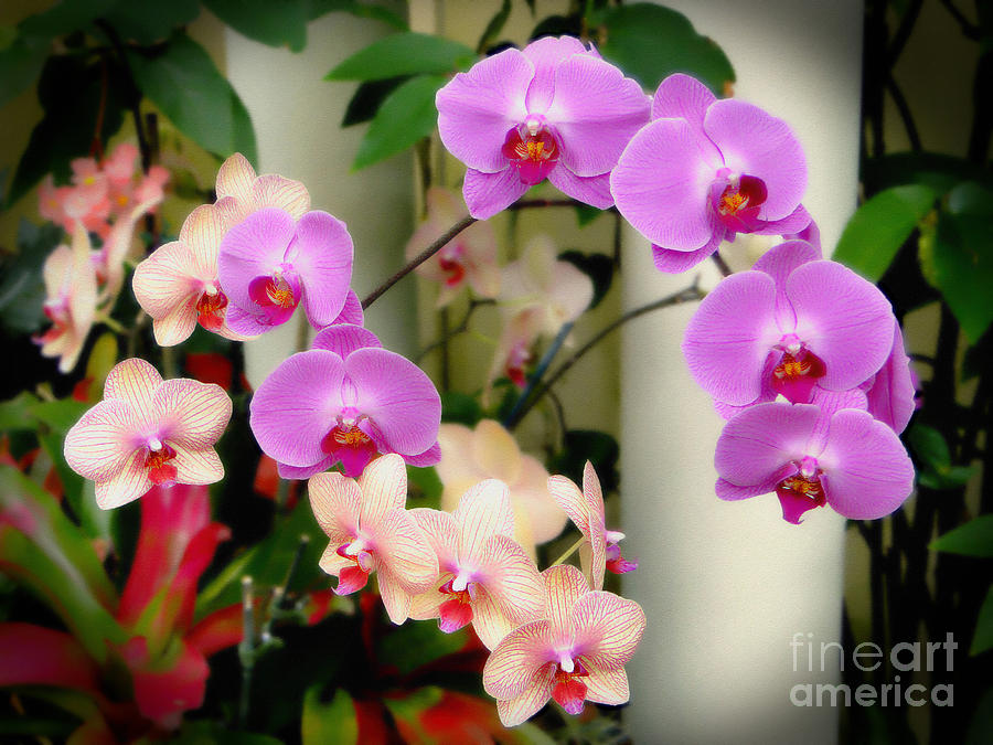 Orchid Beauties Photograph by Sue Melvin