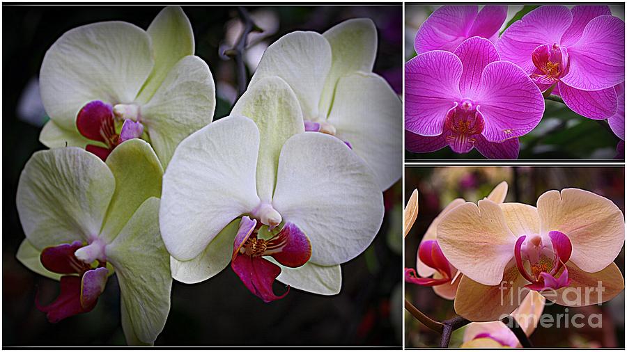 Orchid Beauty - A Collage Photograph by Dora Sofia Caputo
