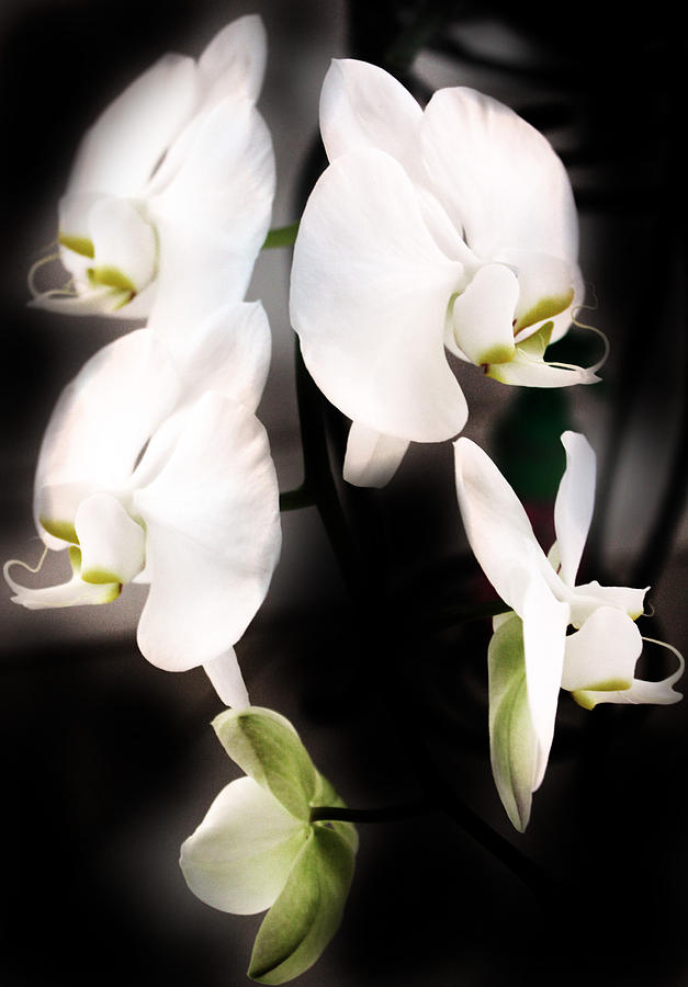 Orchid Beauty Photograph by Audrey Robillard