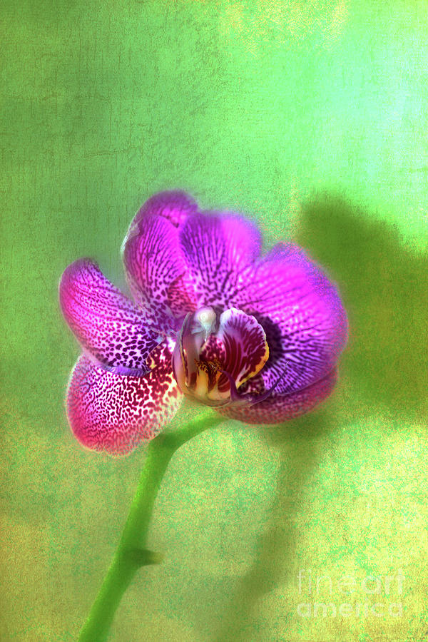 Orchid Beauty Photograph by Judi Bagwell