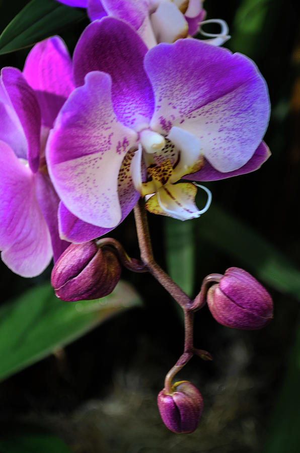 Orchid Beauty Photograph by Stewart Helberg