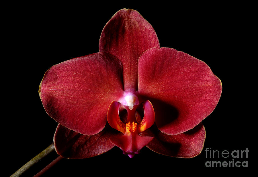 Orchid Beauty Photograph by Terry Elniski