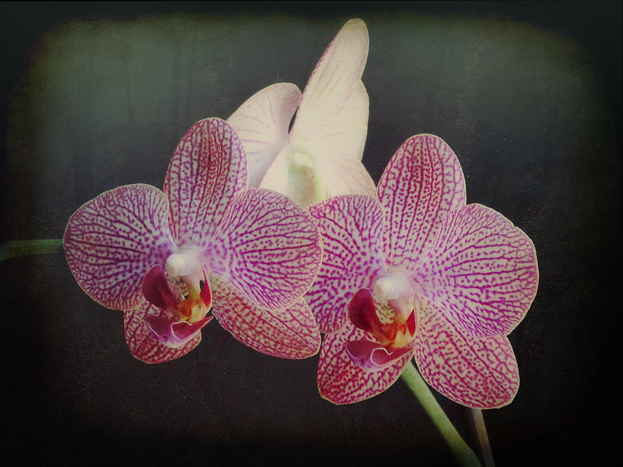 Orchid Beauty Photograph by Vicki Stansbury