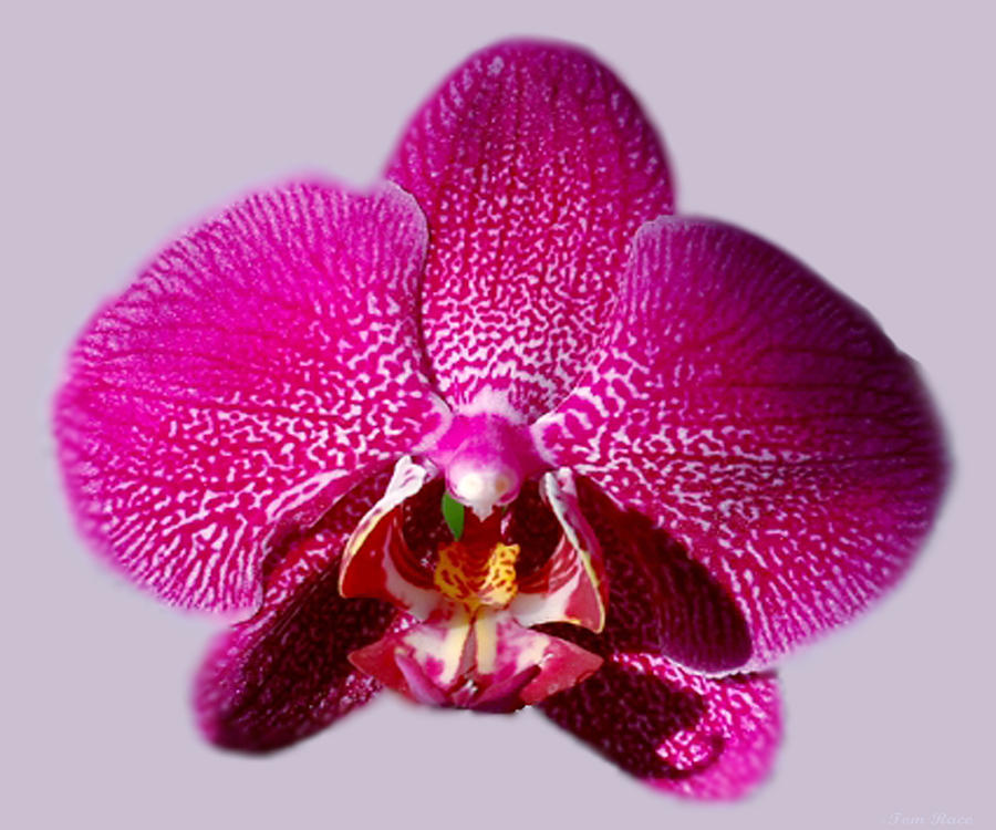 Orchid Photograph - Orchid Bloom by Tom  Race