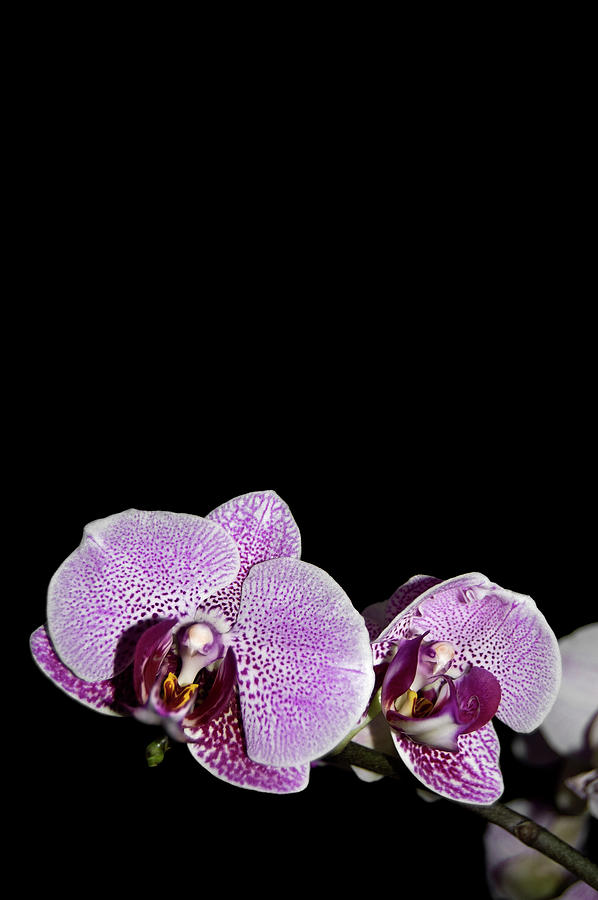 Orchid Blooms Photograph by Amber Flowers