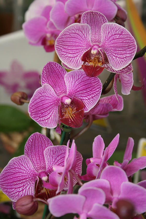 Orchid Blooms IV Photograph by Allan E Dooley Jr - Fine Art America