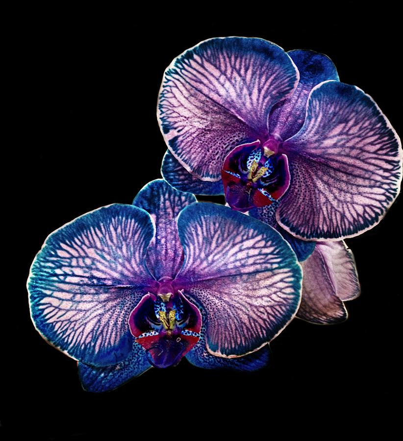 Multi Color Photograph - Orchid Blues by Catherine Melvin