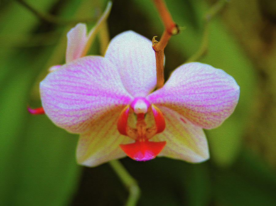 Orchid Blush Photograph by Bonnie Follett