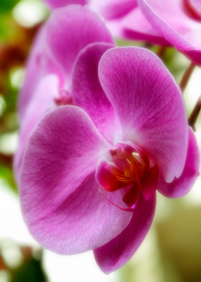 Orchid Blush Photograph by Michael Hope