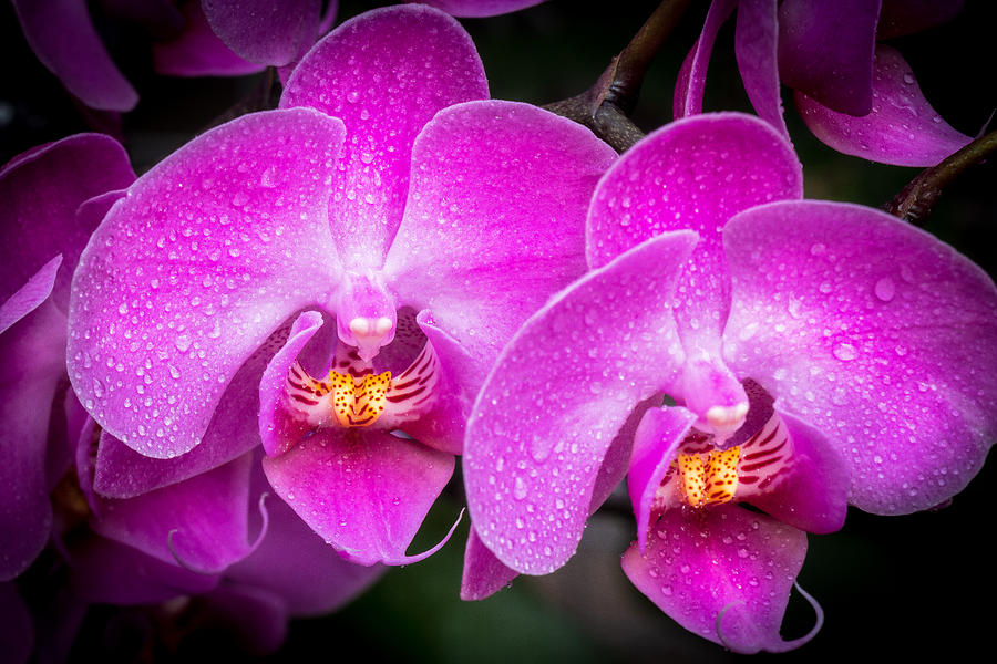 Orchid Photograph by Bob Kinnison - Fine Art America