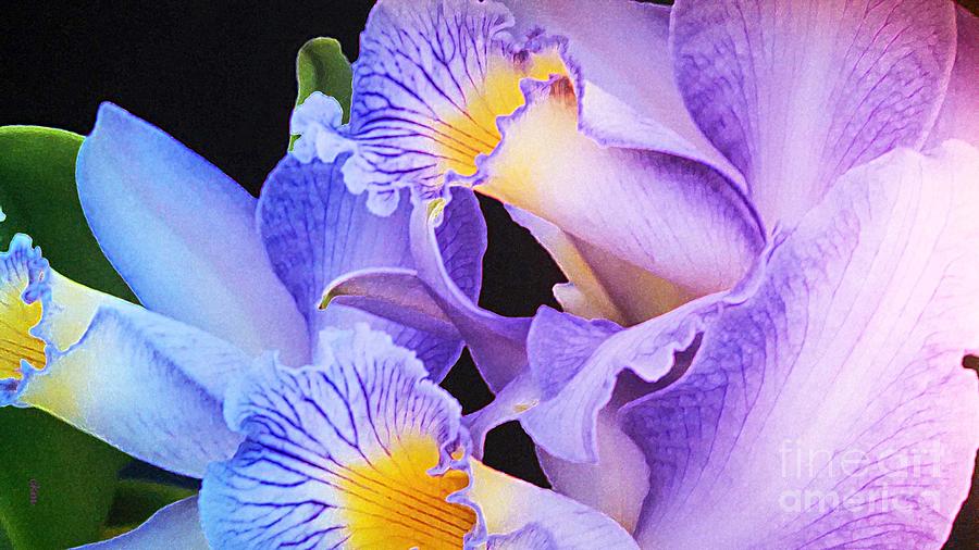 Orchid Bouquet Photograph by Cindy Manero